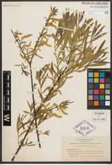 Foto von Salix melanopsis Nutt.